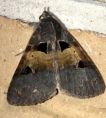 Avatha discolor