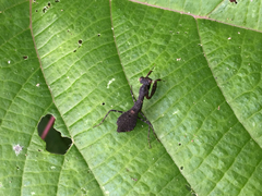 Pseudomiopteryx infuscata