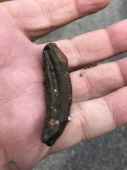 Haemopidae