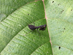 Pseudomiopteryx infuscata