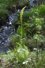 Pedicularis incarnata