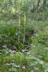 Pedicularis incarnata