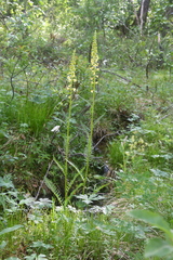 Pedicularis incarnata