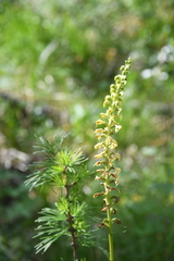 Pedicularis incarnata