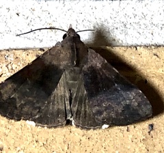 Avatha discolor