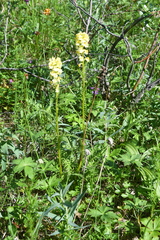 Pedicularis incarnata