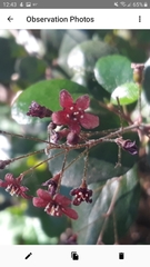 Ribes viburnifolium