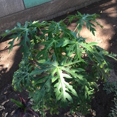 Carica papaya