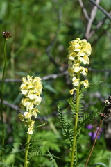 Pedicularis incarnata