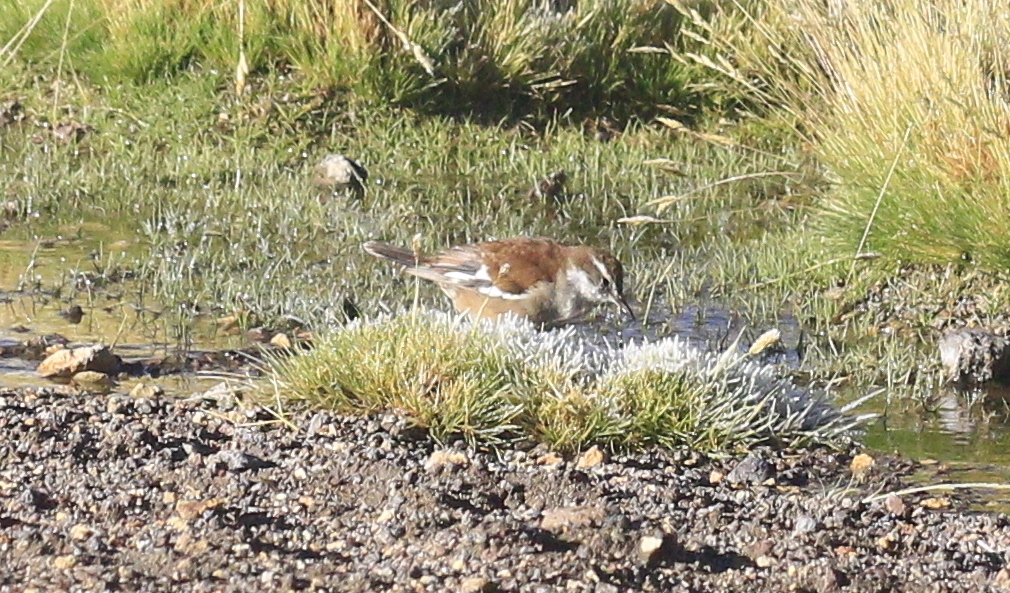 White-winged Cinclodes (Cinclodes atacamensis), photo 9