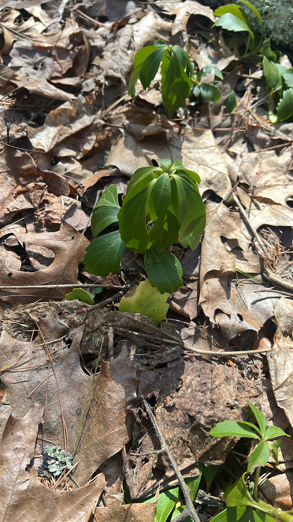 Japanese pachysandra