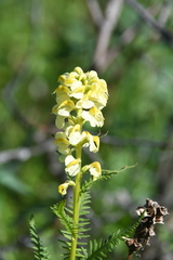 Pedicularis incarnata