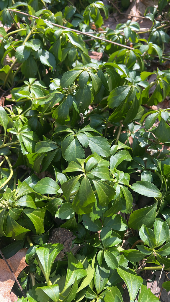 Japanese pachysandra