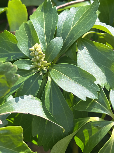 Japanese pachysandra