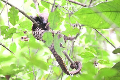 Black-bellied Pangolin