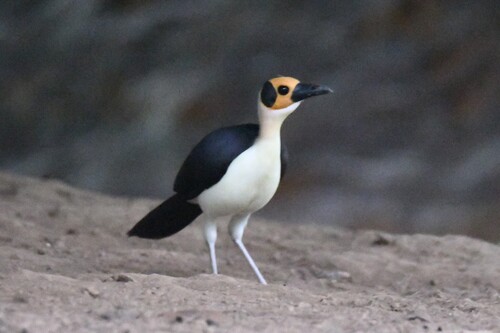 White-necked Rockfowl