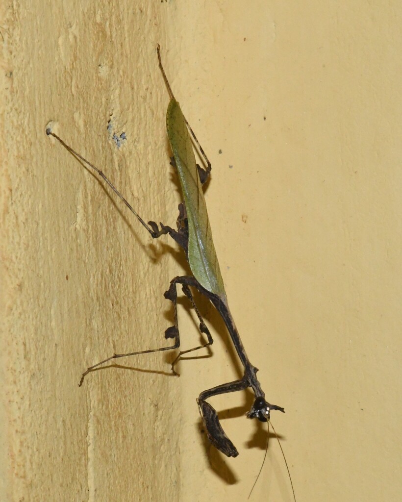 Sibylla operosa
