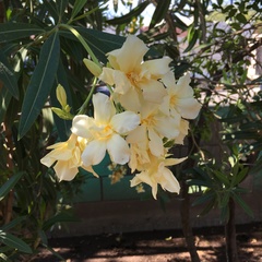 Nerium oleander