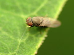 Gymnomyzinae