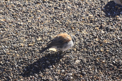 Red-backed Sierra Finch (Idiopsar dorsalis), photo 2