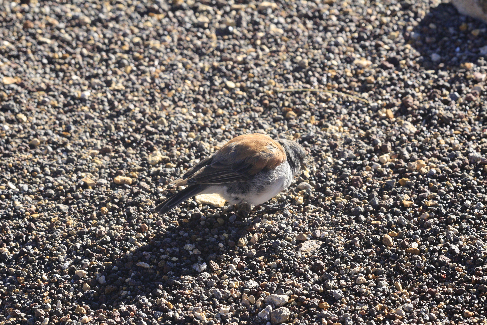 Red-backed Sierra Finch (Idiopsar dorsalis), photo 2