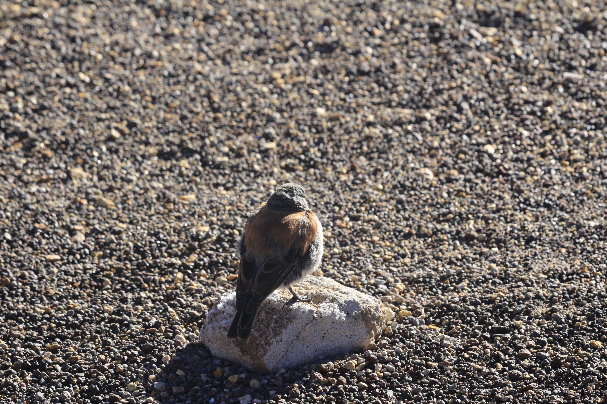 Red-backed Sierra Finch (Idiopsar dorsalis), photo 3
