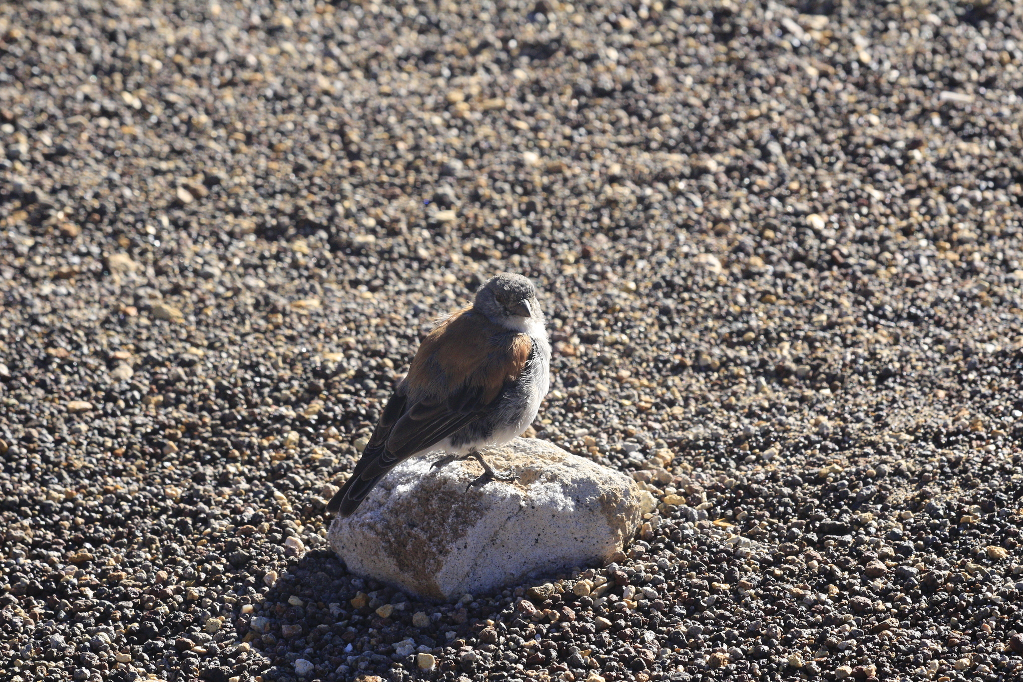 Red-backed Sierra Finch (Idiopsar dorsalis), photo 4