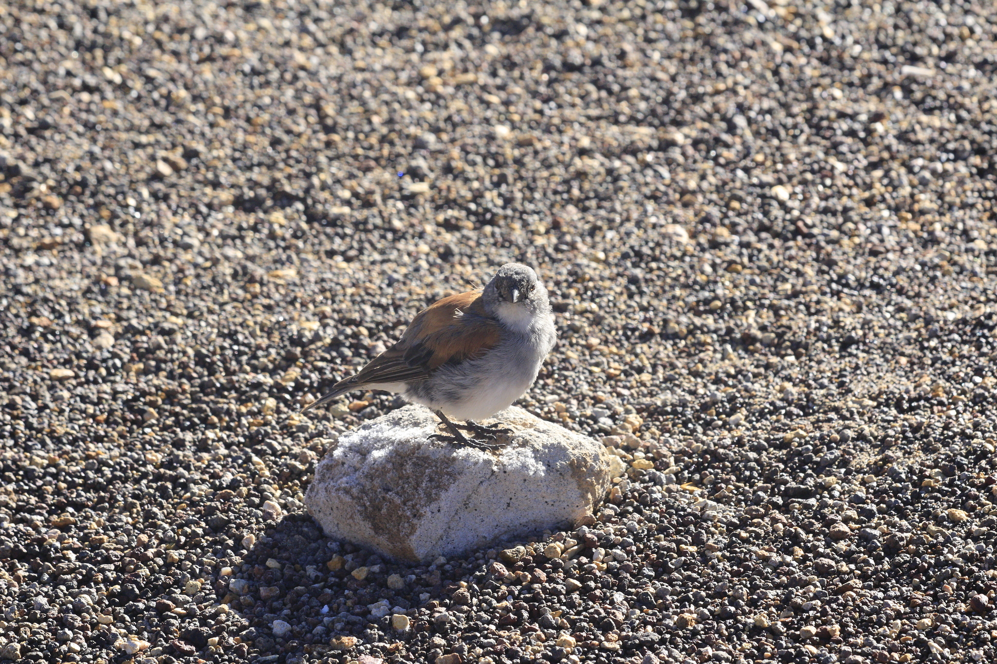 Red-backed Sierra Finch (Idiopsar dorsalis), photo 5