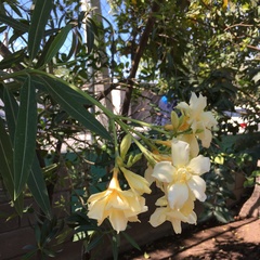 Nerium oleander