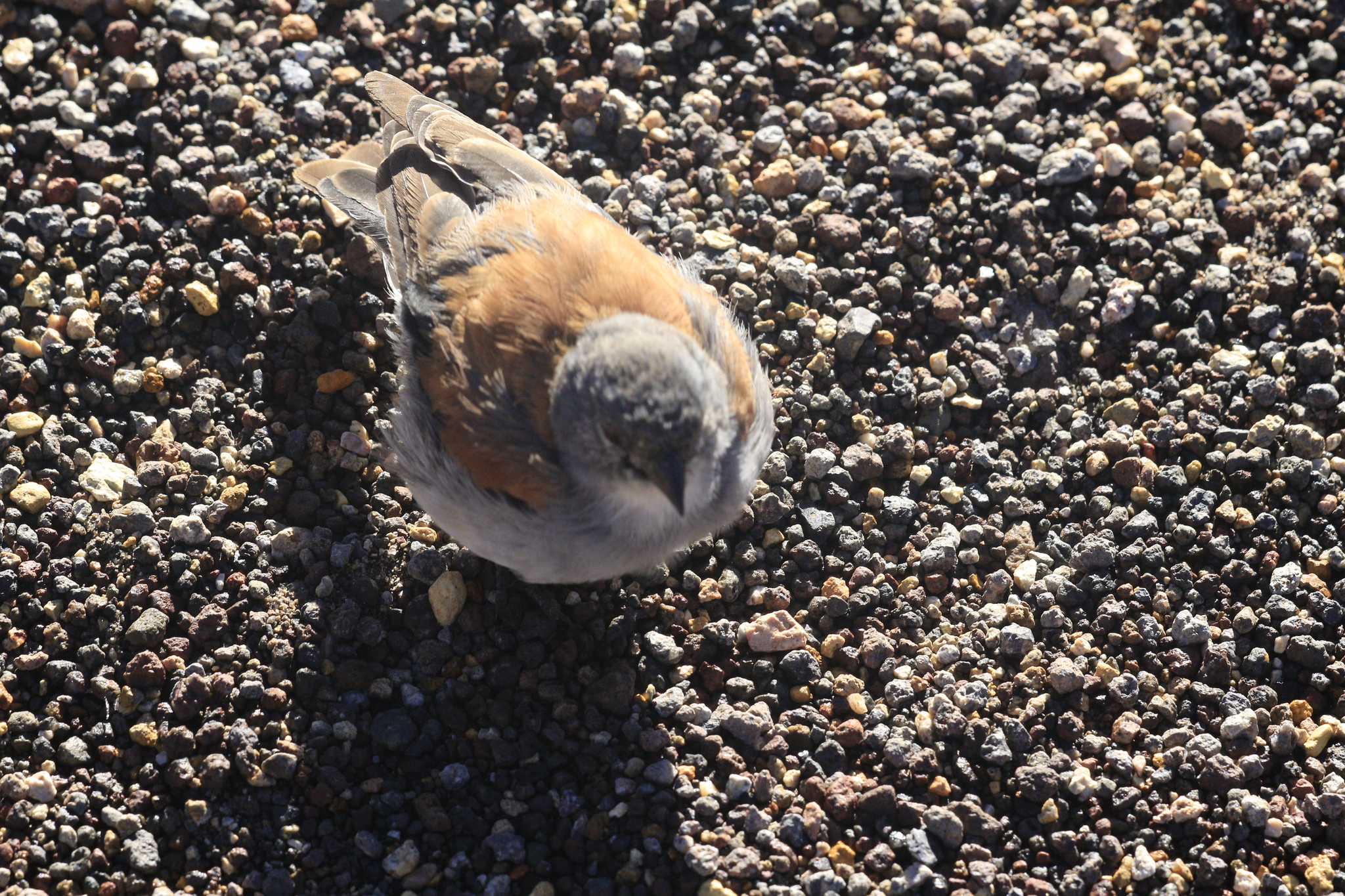 Red-backed Sierra Finch (Idiopsar dorsalis), photo 7