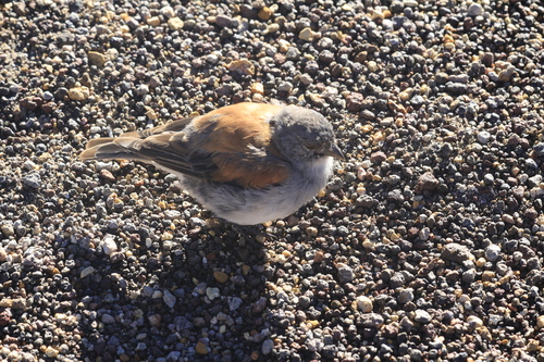 Red-backed Sierra Finch (Idiopsar dorsalis), photo 7