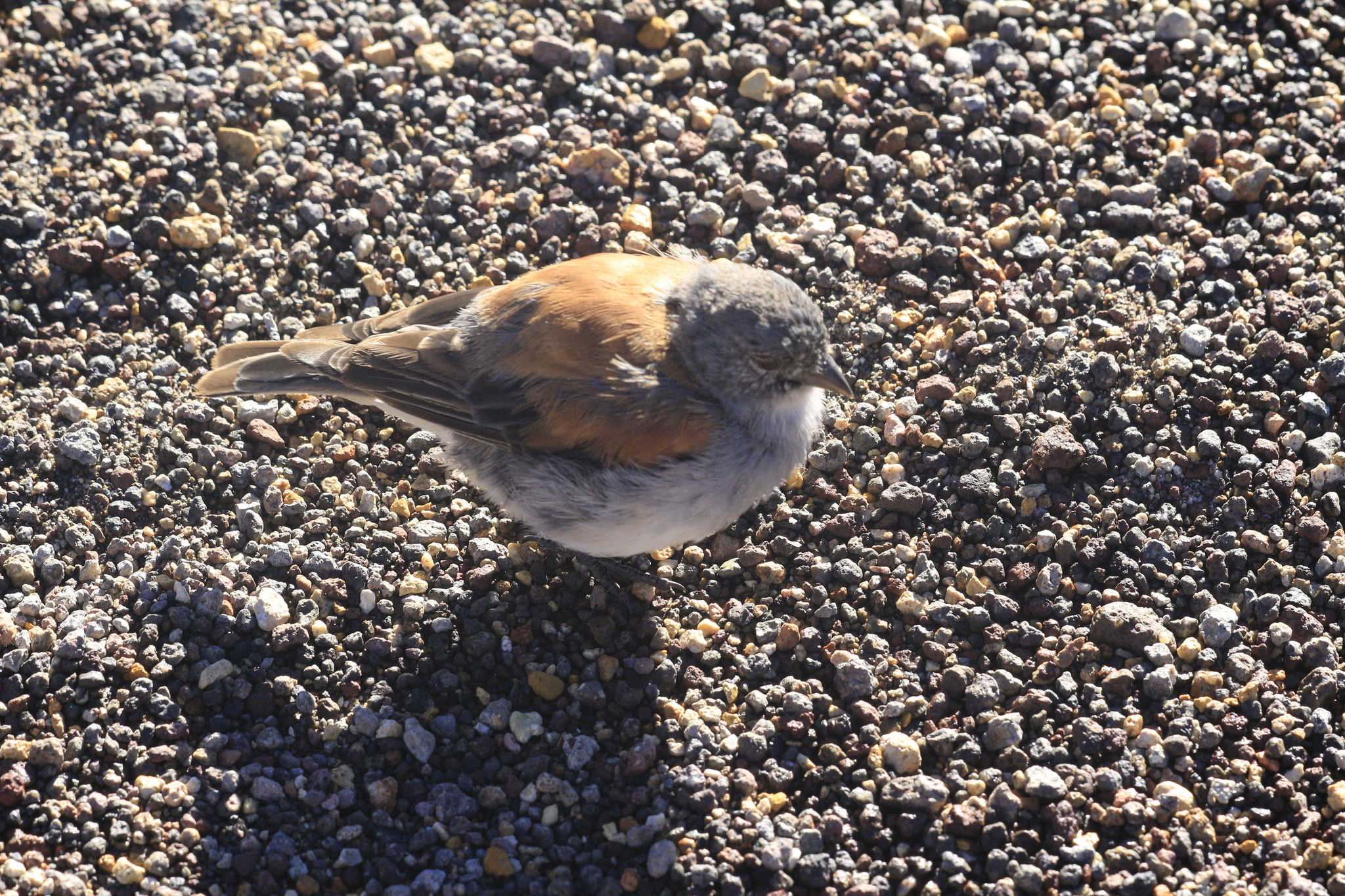 Red-backed Sierra Finch (Idiopsar dorsalis), photo 6