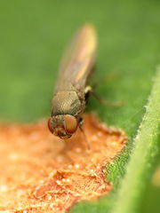 Gymnomyzinae