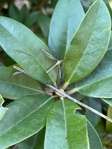 Unknown species found near Unander Ave, Vancouver, WA, US
