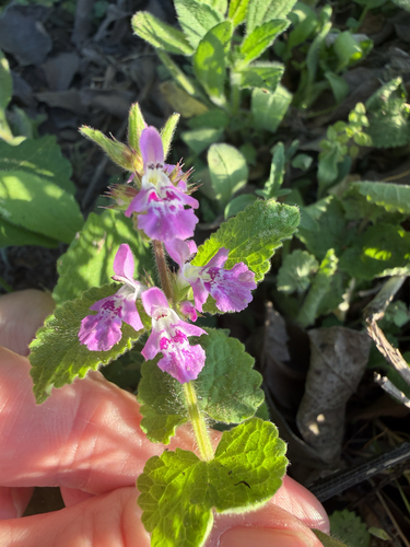 Drummond's Hedgenettle (Stachys drummondii)