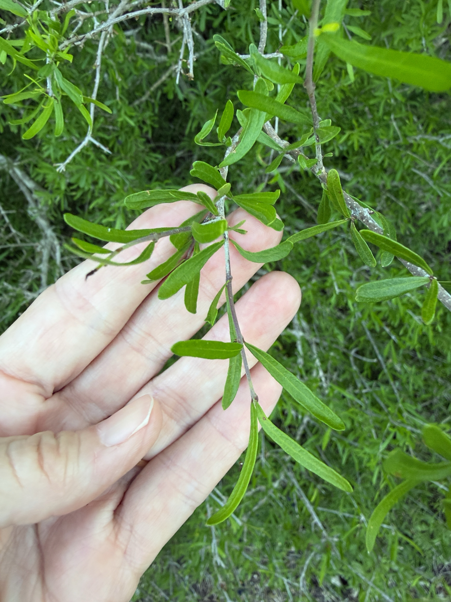 Narrowleaf Forestiera (Forestiera angustifolia)