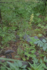 Pedicularis incarnata