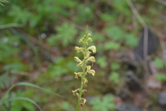 Pedicularis incarnata