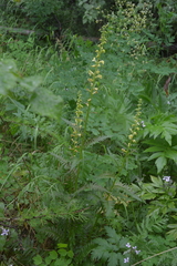 Pedicularis incarnata