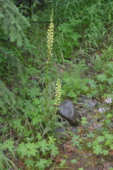 Pedicularis incarnata