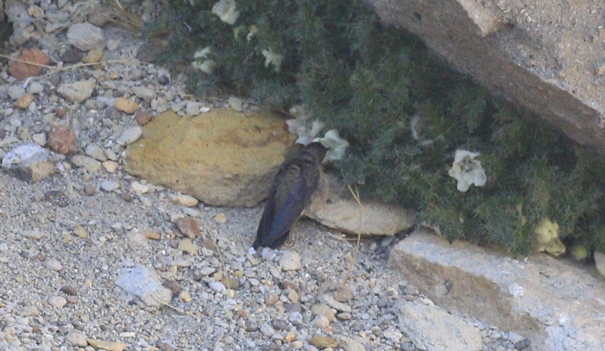 Andean Hillstar (Oreotrochilus estella), photo 2