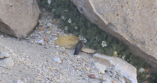 Andean Hillstar (Oreotrochilus estella)