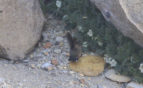 Andean Hillstar (Oreotrochilus estella), photo 5