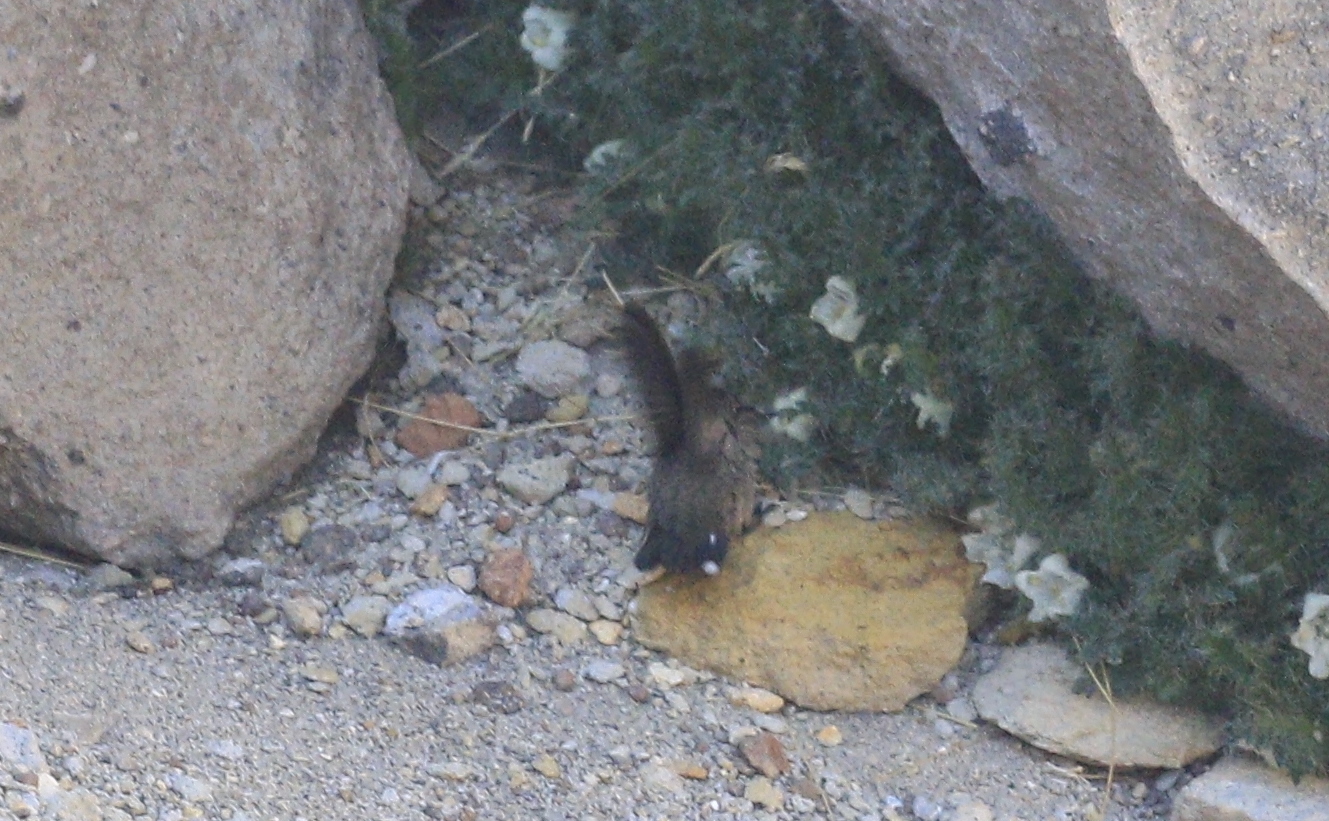 Andean Hillstar (Oreotrochilus estella), photo 5