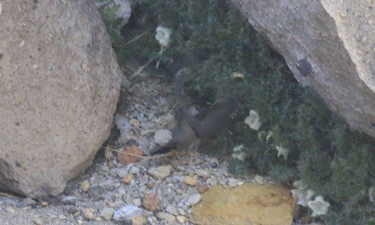 Andean Hillstar (Oreotrochilus estella), photo 6