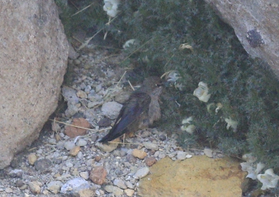 Andean Hillstar (Oreotrochilus estella), photo 7