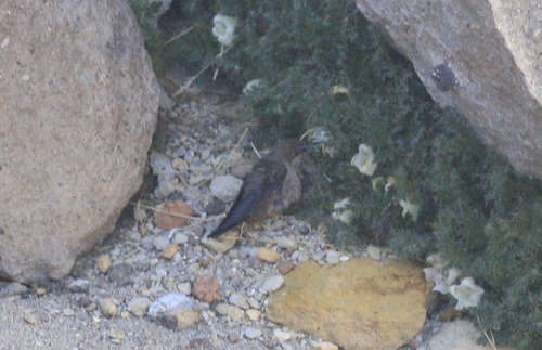 Andean Hillstar (Oreotrochilus estella), photo 10