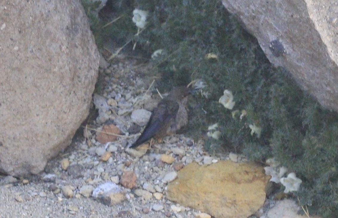 Andean Hillstar (Oreotrochilus estella), photo 10