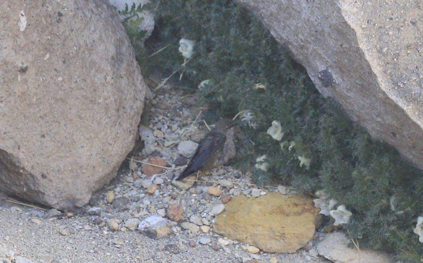 Andean Hillstar (Oreotrochilus estella), photo 8