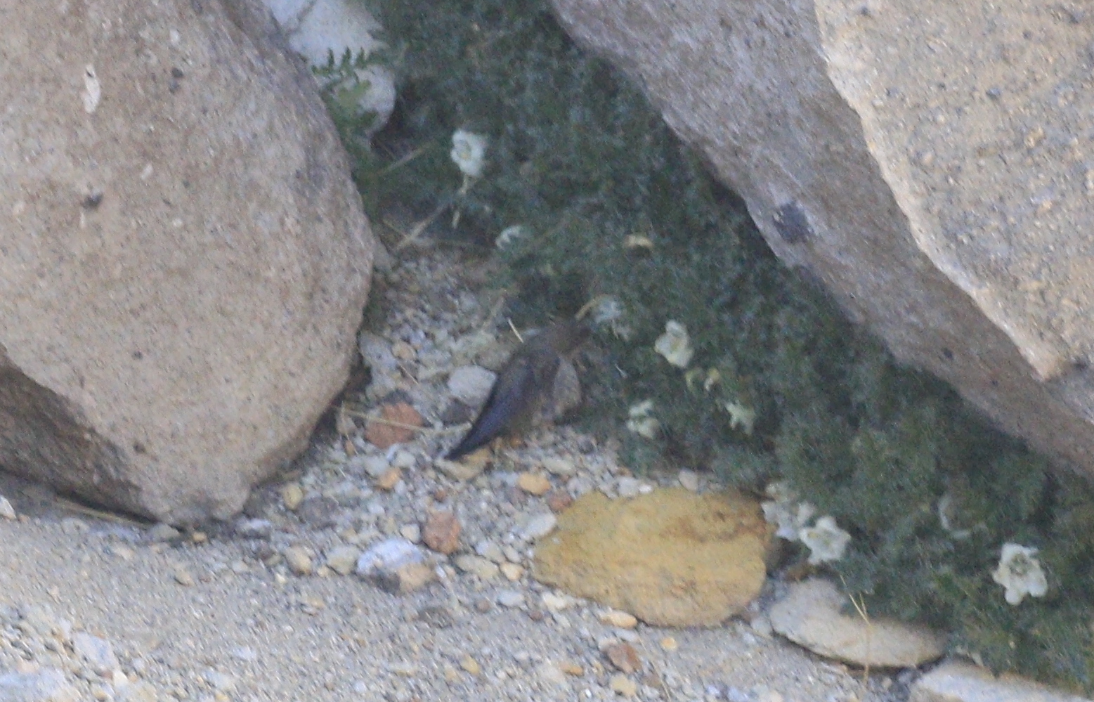 Andean Hillstar (Oreotrochilus estella), photo 9